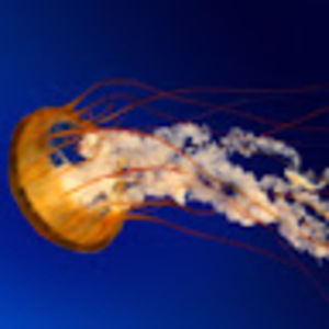 Meet your Posher, Gregory